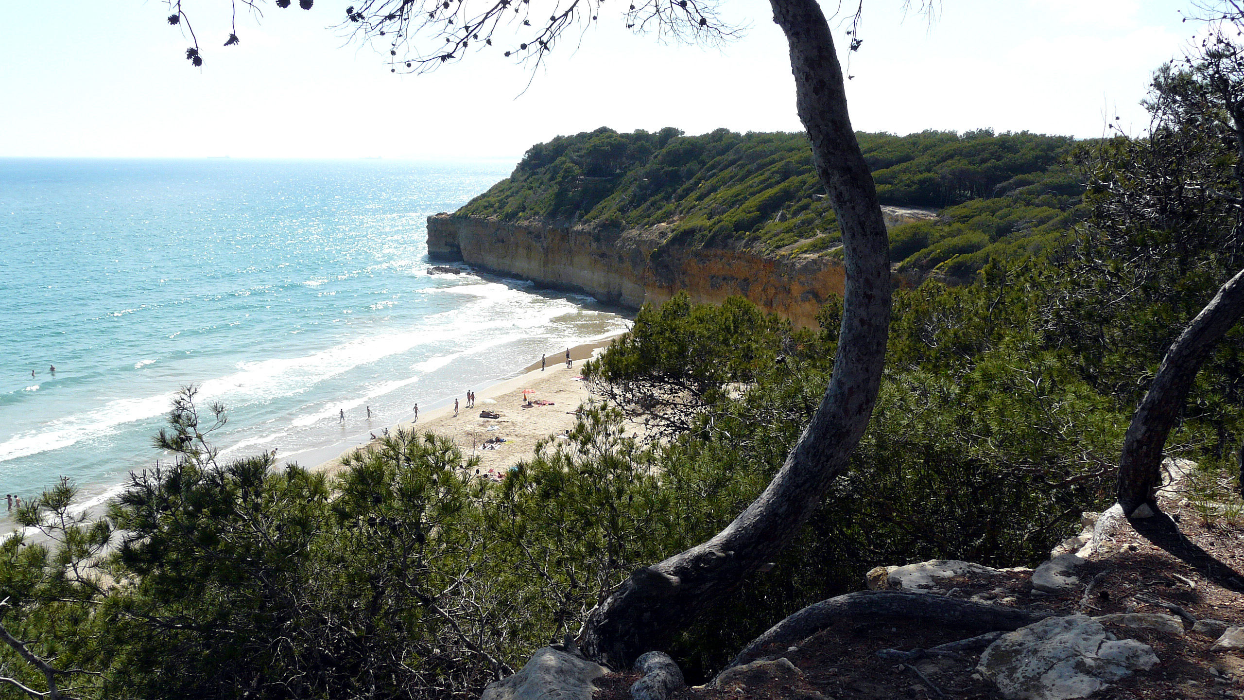 Pine woodland trail through Bosc de la Marquesa